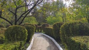 Vivo X200 FE: съёмка в 1080@60к/с на основную камеру с OIS и EIS