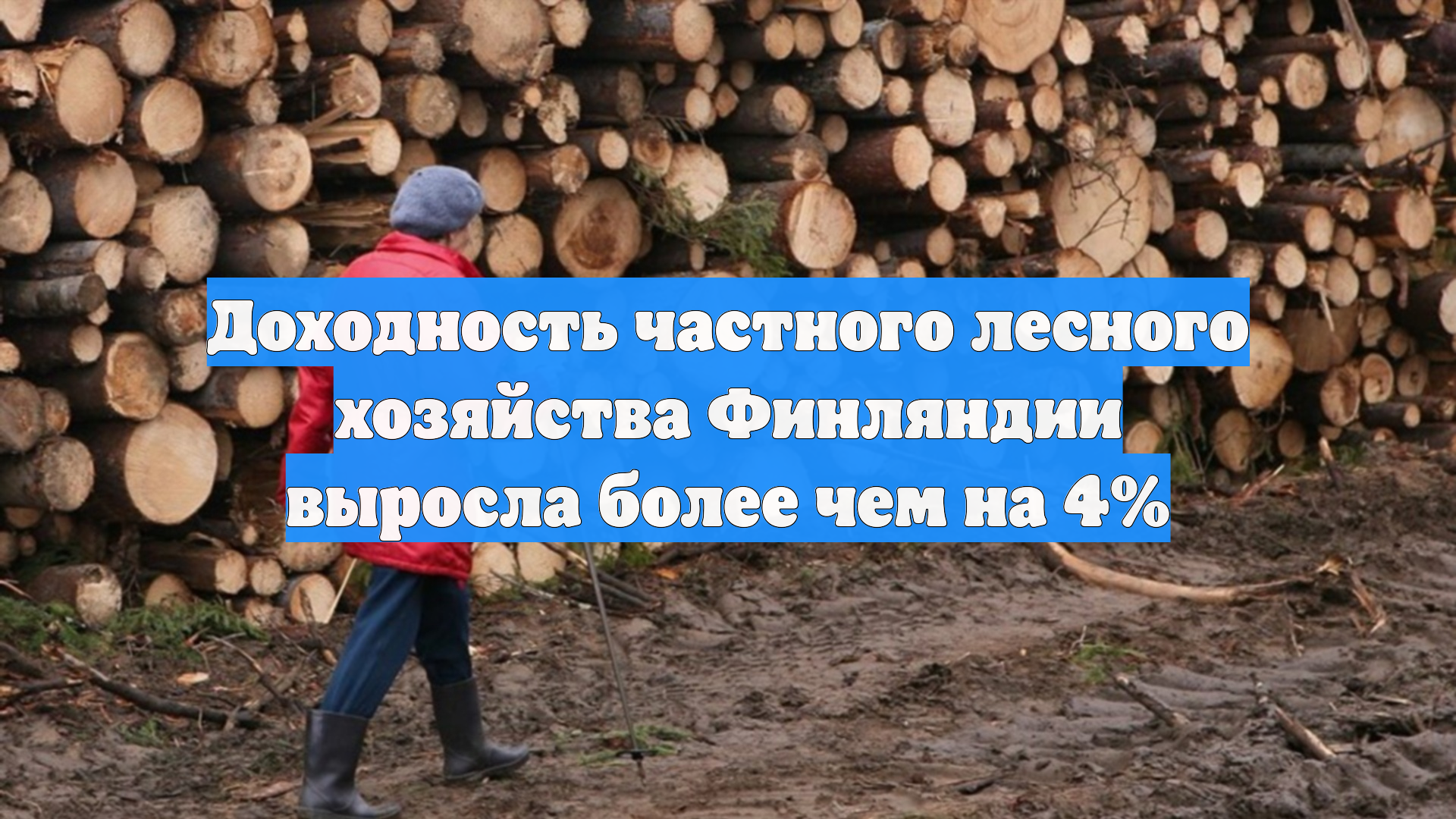 Доходность частного лесного хозяйства Финляндии выросла более чем на 4%
