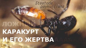 КАРАКУРТ И ЕГО ЖЕРТВААА
