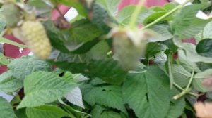 Не дождёмся, когда поспеет малина полностью.