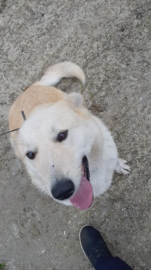 Беляш на прогулках смотреть онлайн