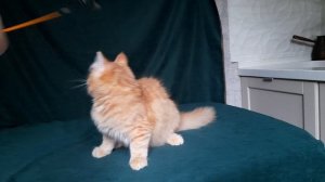 красная  Церцея