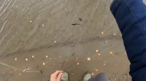 Река Сосьва часть вторая, неплохой язь!!!