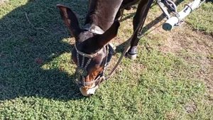 Зайчик в одноконке в парадной упряжи