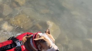 Амстаффы Ценный Приз. Отпуск на море- 2025