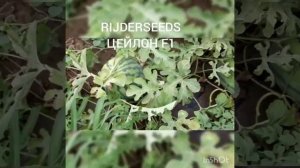 Арбуз Цейлон F1 от компании RIJDERSEEDS