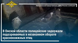 В Омской области полицейские задержали подозреваемых в незаконном обороте краснокнижных птиц
