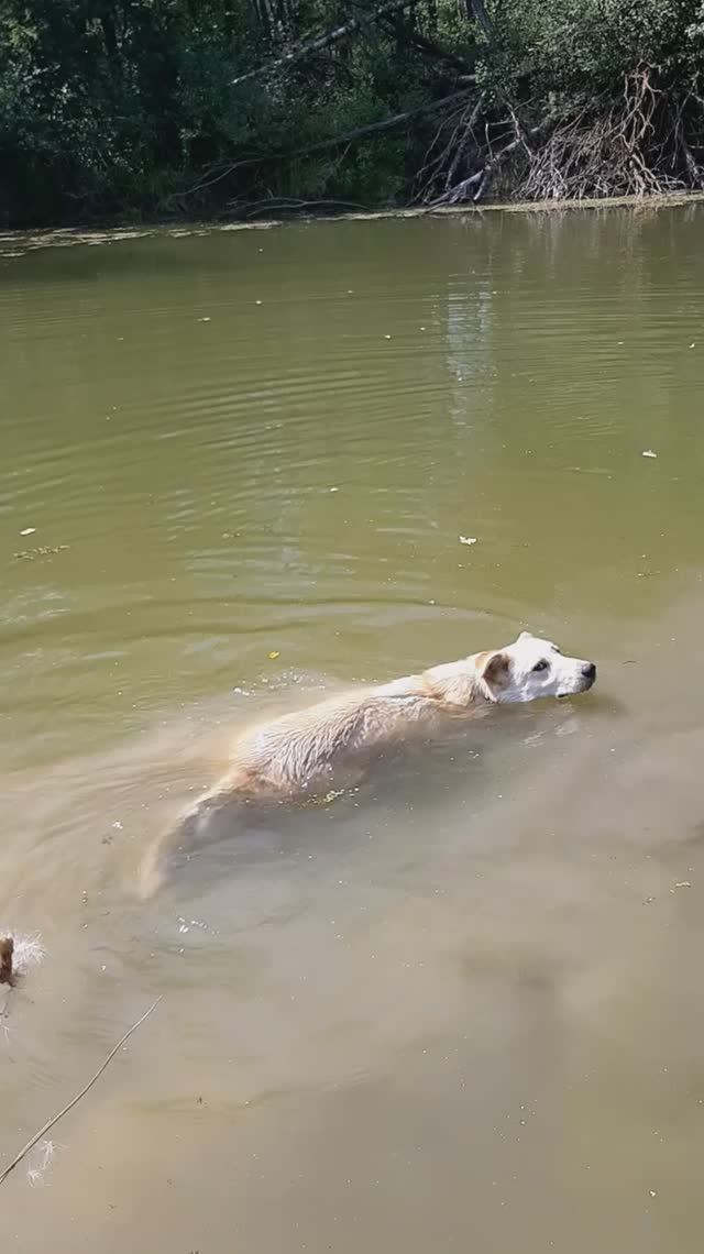 Беляш на прогулке 4 смотреть онлайн