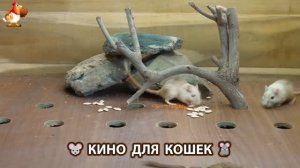 Видео для кошек про крысок развлекать питомцев 🐭🐀😂 (335)