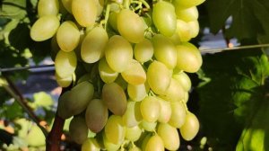 АВТОГРАФ БЕЛЫЙ!!!🍇🍇🍇 НОВИНКА 2025. Telegram, WhatsApp и Vlber +79528500417. ТЕЛ .+79054033245.