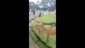 Японский трип.