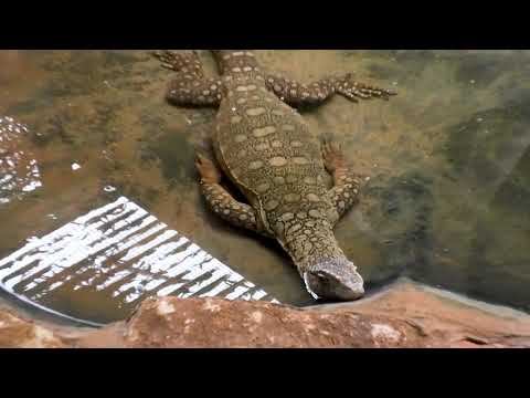 24.02.2024 год. Парк "Ган - а- Шлоша" - "Сахне", парк кенгуру. смотреть онлайн