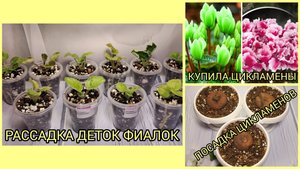 Отсадка и рассадка деток фиалок. Купила цикламены. Посадка цикламенов.