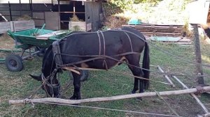 Зайчик сбор люцерны