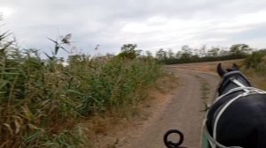 еду на Зайчике полями 2