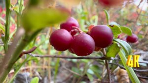 ПОЛУЧИЛАСЬ ТИХАЯ ОХОТА, НО ПЛАНЫ БЫЛИ ДРУГИЕ.