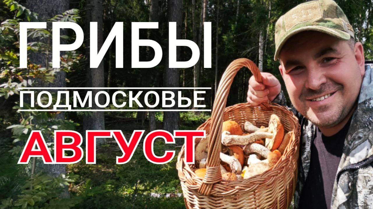 Грибы в середине августа. Трудовая тихая охота в лесах Подмосковья 2024 смотреть онлайн