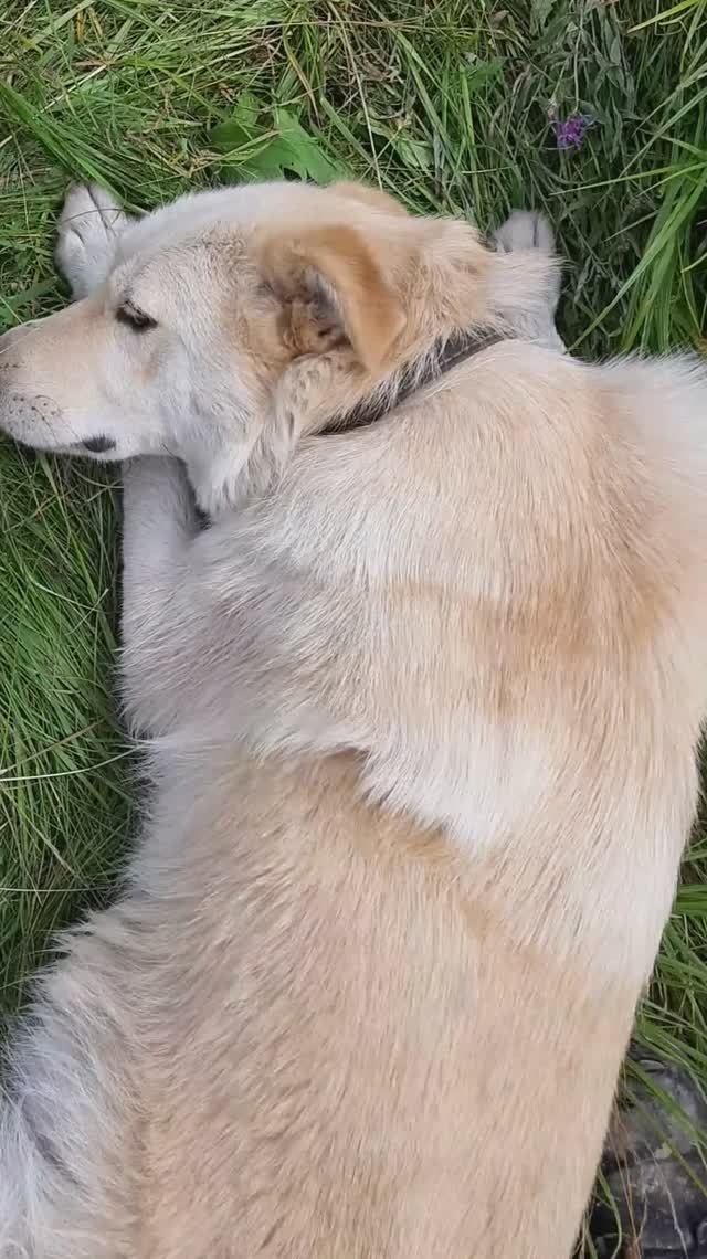 Беляш на прогулке 3 смотреть онлайн