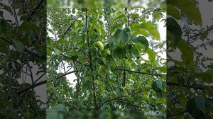 Птенцы в саду🌿🌿🌿