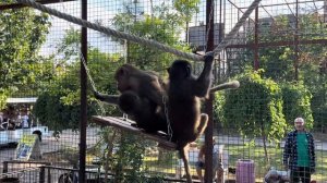 Люська никого НЕ ПОДПУСКАЕТ к Тосе, а мне ЧУТЬ НЕ ПЕРЕПАЛО за пюрешку!