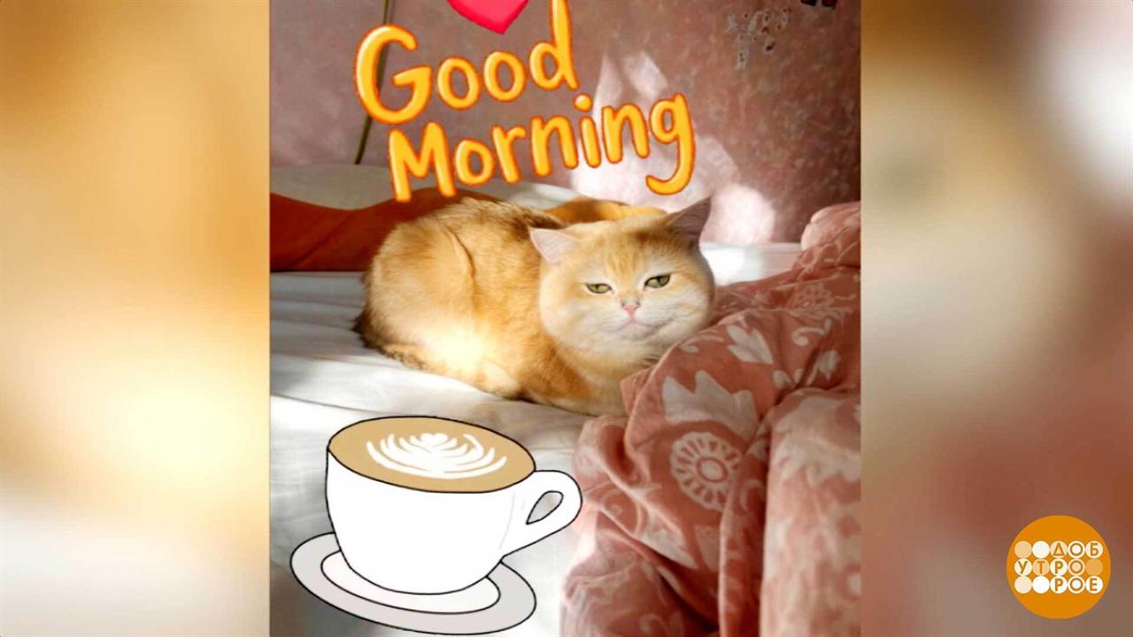 Котик, который зарабатывает сам себе. В интернете... Доброе утро. Фрагмент выпуска от 06.10.2025