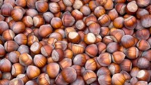 Фундук Шедевр урожай 2025 год Small Gardens