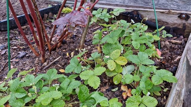 Как завязываются плодовые почки на голубике смотреть онлайн