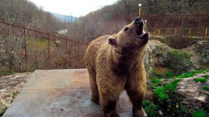 Бурые медведи атаковали Сочи. Животные выходят на главные площади и улицы и держат людей в страхе