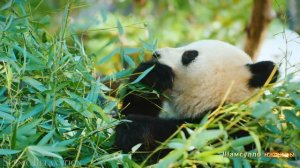 #Коран#АльАнам#СамыеКрасивыеМеста#Relaxation##Islam#Quran#AlAnam#Minshawiy #4кВидео#21часть#