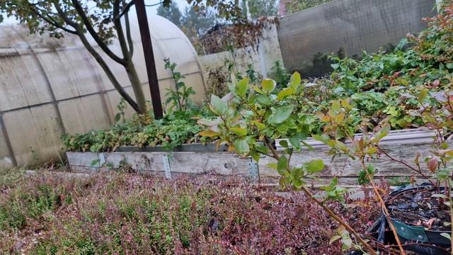 Какие сорта голубики уже заложили плодовые почки. смотреть онлайн