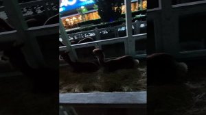 Соня приехала. Ялта-интурист