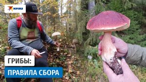 Грибы: правила сбора