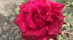 Ура, дождик!!! Перец фаршированный. Жизнь станичная на пенсии.