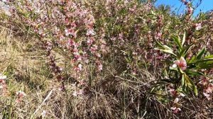 Гора - Горюн. Оренбургский район.