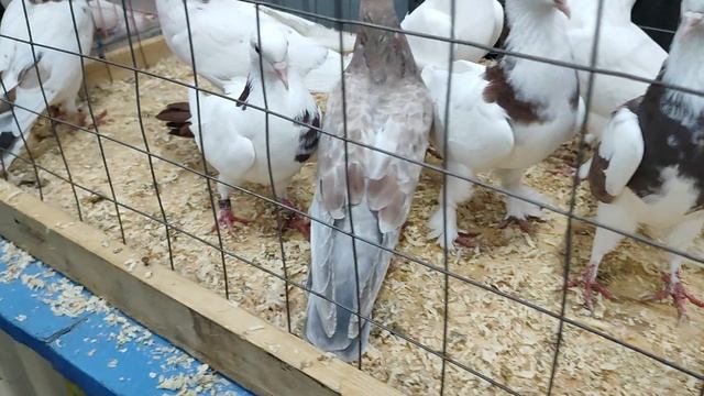 4.10.2025г Москва, Голубиный Рай Садовод!!! смотреть онлайн