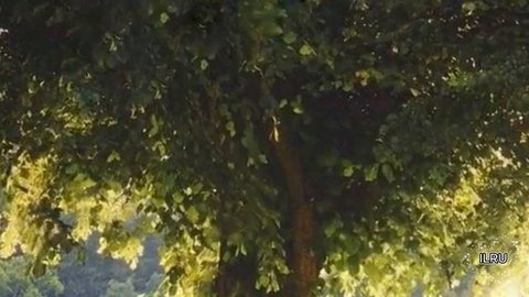 Истории из жизни "Как насилие матери, сформировало жизнь Лены" Жизненные истории / Читаем рассказы