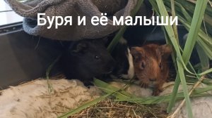 Буря и её малыши. Морские свинки