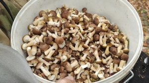 В лес за опятами 🙋 // о том о сём //