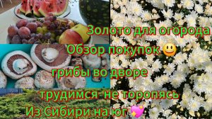 06-10-2025Переезд из Сибири на юг/Купили дом на юге/Наслаждаемся южной жизнью/Обзор/Обновки/Золото😅