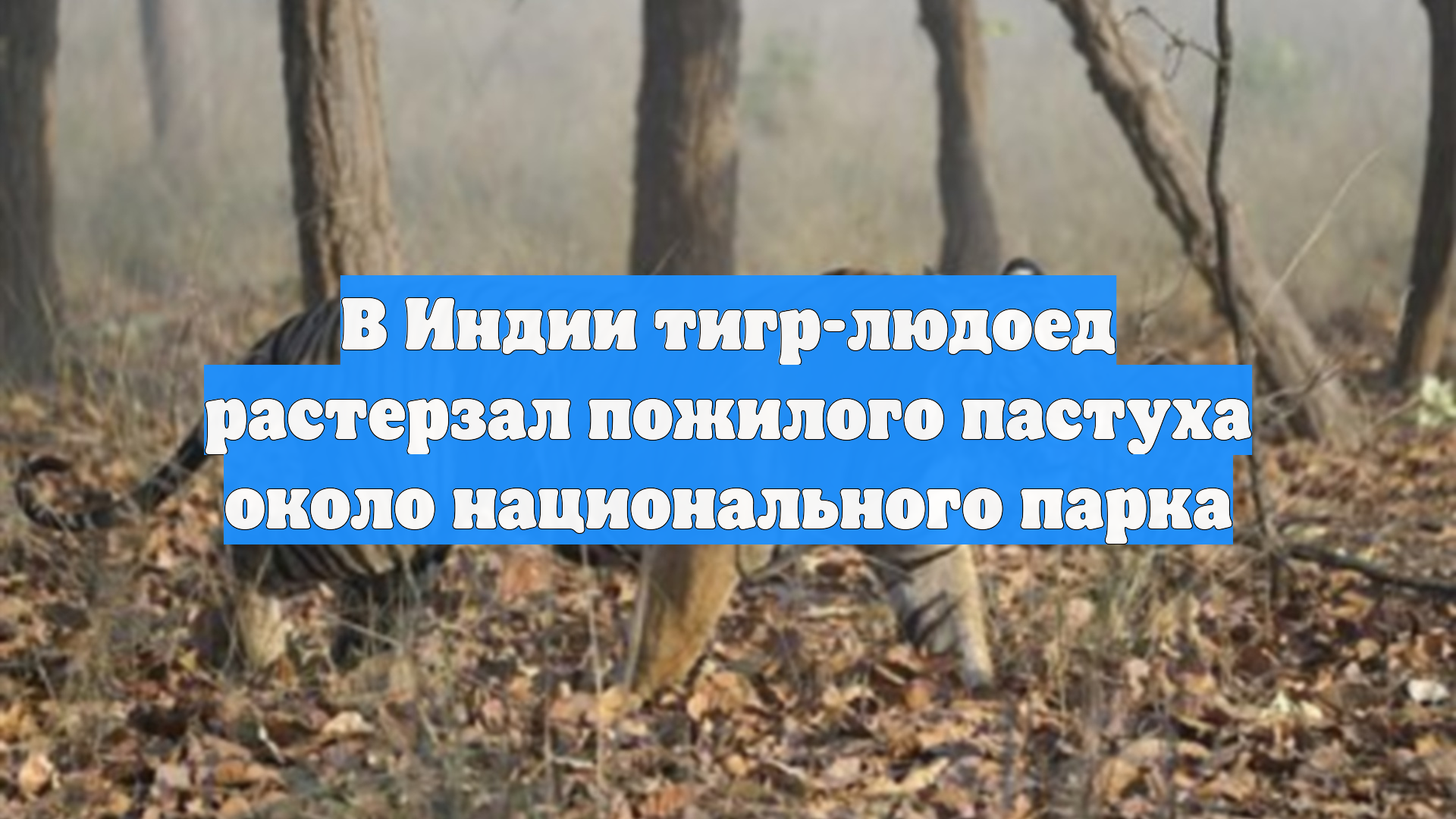 В Индии тигр-людоед растерзал пожилого пастуха около национального парка