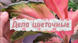 Дела цветочные: пересадка папоротника, готовим алоказию к переукоренению, любуемся цветочками