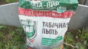 6 соток  17 июля 2025 г.  Полив под корень и по листве. Сорняк портулак. Сотни муравьев.