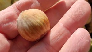 Фундук Шедевр Small Gardens