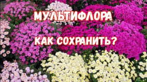Хризантема Мультифлора. 3 способа сохранить на следующий год!