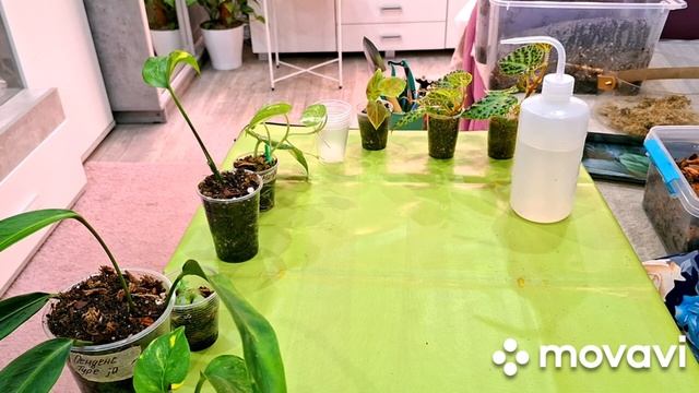 КОМНАТНЫЕ РАСТЕНИЯ(ЦВЕТЫ).ЦВЕТОЧНЫЕ ДЕЛА.