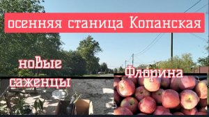 #98🌷 Станица Копанская осенью/Получили саженцы/Яблоки Флорина