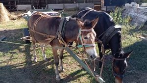 Ясный и Шафран