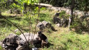 ЭТО ТАК СМЕШНО! Финик ходит со своей лежанкой туда-сюда прямо КАК ЧЕРЕПАХА!