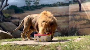 ⚡️ Мы отмечаем Международный День Льва