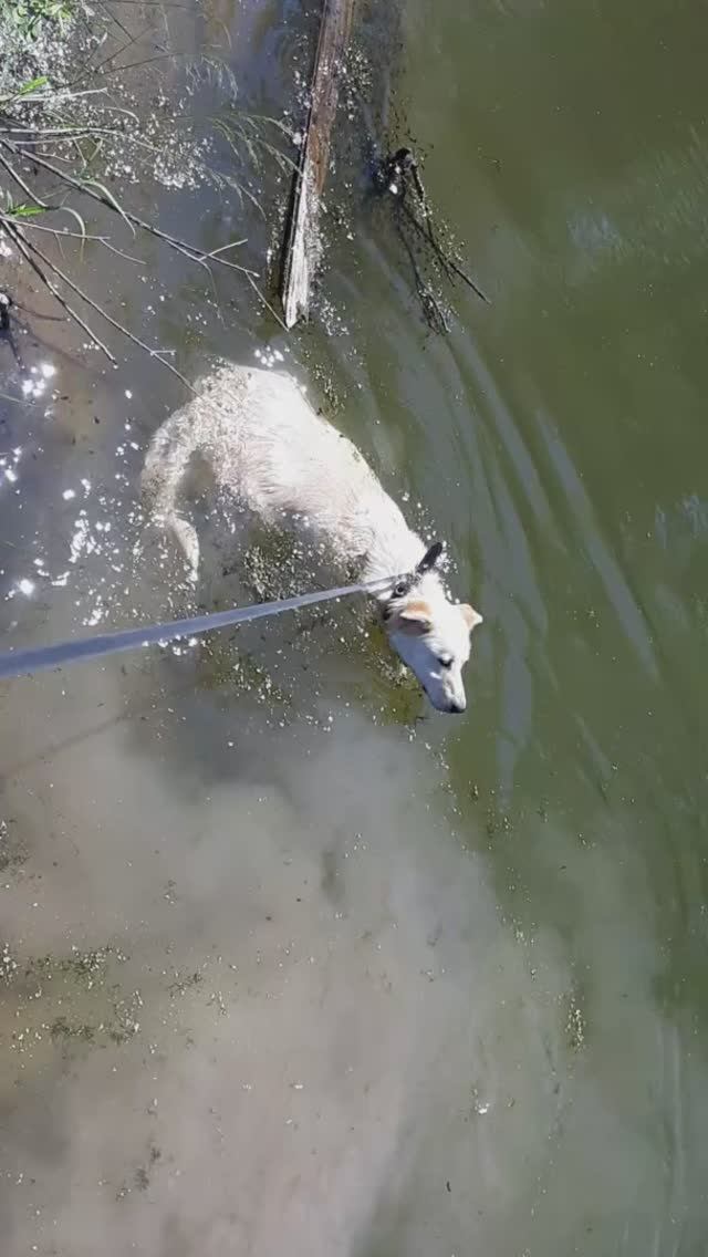 Очередные водные процедуры. смотреть онлайн